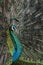 Close up of a peacock with blue and green feathers