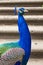 Close up peacock blue head with a crest with stairs on the background