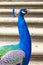 Close up peacock blue head with a crest with stairs on the background