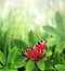 Close-up peacock butterfly on schefflera leaves on sunny beautiful defocused summer background. Vertical spring backdrop with