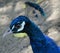 Close up with peacock - colorful bird at the zoo