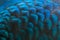 Close-up of the  peacock feathers .Macro blue feather, Feather, Bird, Animal. Macro photograph