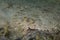 Close up of a Peacock Flounder fish