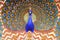 Close up of Peacock Gate in Pitam Niwas Chowk, Jaipur City Palace, Rajasthan, India