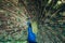 Close up of peacock showing its beautiful feathers. Beautiful peacock male displaying his tail