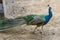 Close up of peacock walking on farm