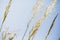 Close-up of peaking lush reed golden growing plants against the clear blue sky, growth concept background with copy space.