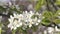 Close-up pear blossom in spring