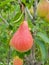 Close up of a pear fruit impressive texture