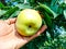 Close up of Pear Hanging on tree.Fresh juicy pears on pear tree branch.Organic pears in natural environment.