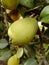 Close up of Pear Hanging on tree.Fresh juicy pears on pear tree branch.Organic pears in natural environment.