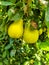 Close up of Pear Hanging on tree.Fresh juicy pears on pear tree branch.Organic pears in natural environment.