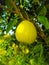 Close up of Pear Hanging on tree.Fresh juicy pears on pear tree branch.Organic pears in natural environment.