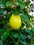 Close up of Pear Hanging on tree.Fresh juicy pears on pear tree branch.Organic pears in natural environment.