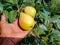 Close up of Pear Hanging on tree.Fresh juicy pears on pear tree branch.Organic pears in natural environment.