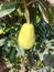 Close up of Pear Hanging on tree.Fresh juicy pears on pear tree branch.Organic pears in natural environment.