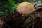 a close up of a pear stump on a rotting stump