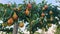 CLOSE UP: Pear tree branch in a fragrant orchard is full of ripe homegrown pears