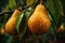 close-up of a pears with rain drops on blurred background