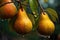 close-up of a pears with rain drops on blurred background