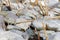 Close up of pebbles and reed straw at the coast