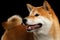 Close-up Pedigreed Shiba inu Dog Smiling on Black Background