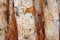 close-up of a peeling birch bark revealing intricate patterns