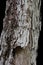 Close up of the peeling white and brown bark of the trunk of a Parkia Timoriana tree against a solid black background