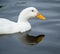 Close up of Pekin Duck swimming in pond with reflection