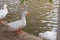 Close up Pekin or White Pekin ducks.
