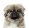 Close-up of a Pekingese, 3 years old , isolated