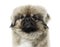 Close-up of a pekingese, isolated