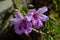 Close-up of Pelargonium Flowers, Geraniums, Storksbills