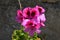 Close-up of Pelargonium Flowers, Pink Geraniums, Storksbills