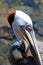 Close up of Pelican in Cabo San Lucas marina in Baja Mexico