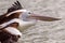 A close up of pelican in flight over the River Murray at Paringa in the River Land South Australia on the 21st June 2020