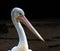 close up of a pelican head with large beak and beautiful large eyes Sydney NSW Australia