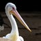 close up of a pelican head with large beak and beautiful large eyes Sydney NSW Australia