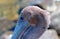 Close up of Pelican `mohawk` in Cabo San Lucas marina in Baja Mexico