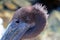 Close up of Pelican `mohawk` in Cabo San Lucas marina in Baja Mexico