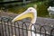 Close up of pelican`s head in St James`s Park