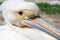 Close up of pelicans in Wilhelma zoo natural park in the city of Stuttgart, Germany