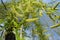 Close up of pendulous branchlets of Salix babylonica