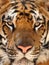 Close up penetrating eyes Bengal tiger, Thailand
