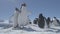 Close-up penguin group on Antarctica snow land.