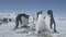 Close-up penguin group on Antarctica snow land.