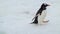 Close up of a penguin standing on snow