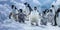 A close-up of penguins waddling on ice, their fluffy chicks in tow , concept of Antarctic wildlife