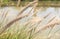 Close up Pennisetum grass or mission grass lookd fluffy in the morning day swinging by light wind