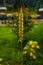 Close Up Pennisetum Purpureum Cenchrus. Grow tall.